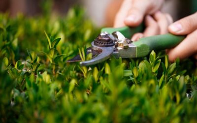 Lawn Care and Landscaping Services in Charleston: A Complete Guide Yard Art Landscaping