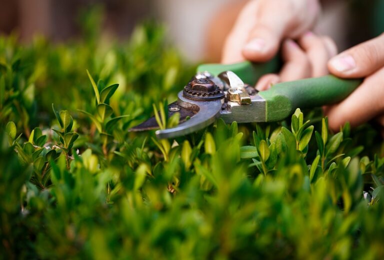Lawn Care and Landscaping Services in Charleston: A Complete Guide